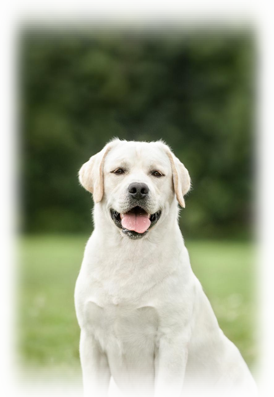 Питомник лабрадоров Хит оф Хит