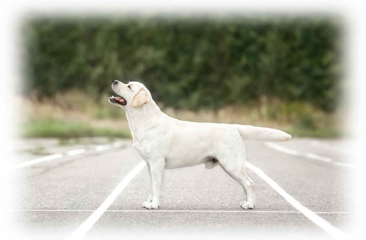 Питомник лабрадоров Хит оф Хит