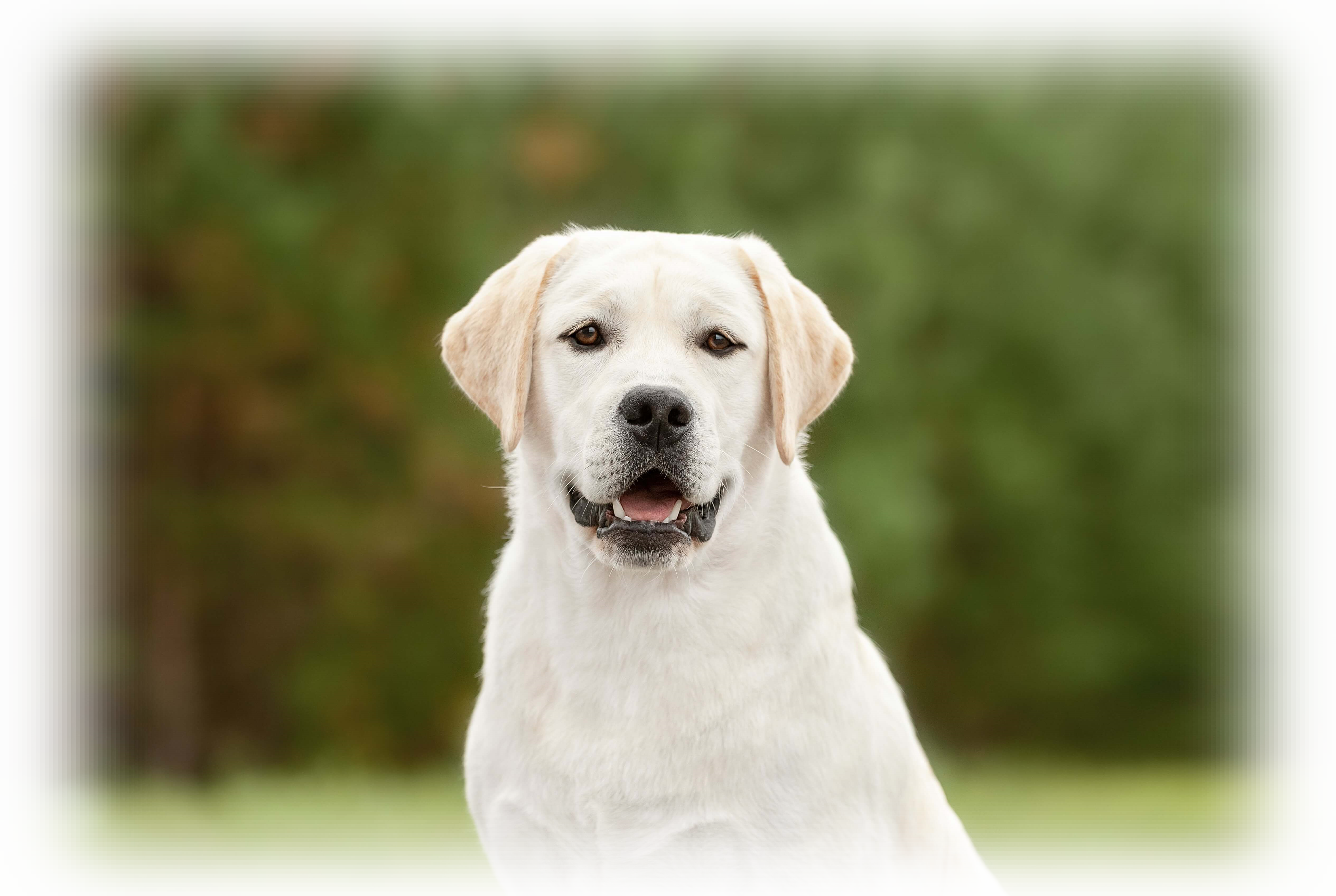 Питомник лабрадоров Хит оф Хит