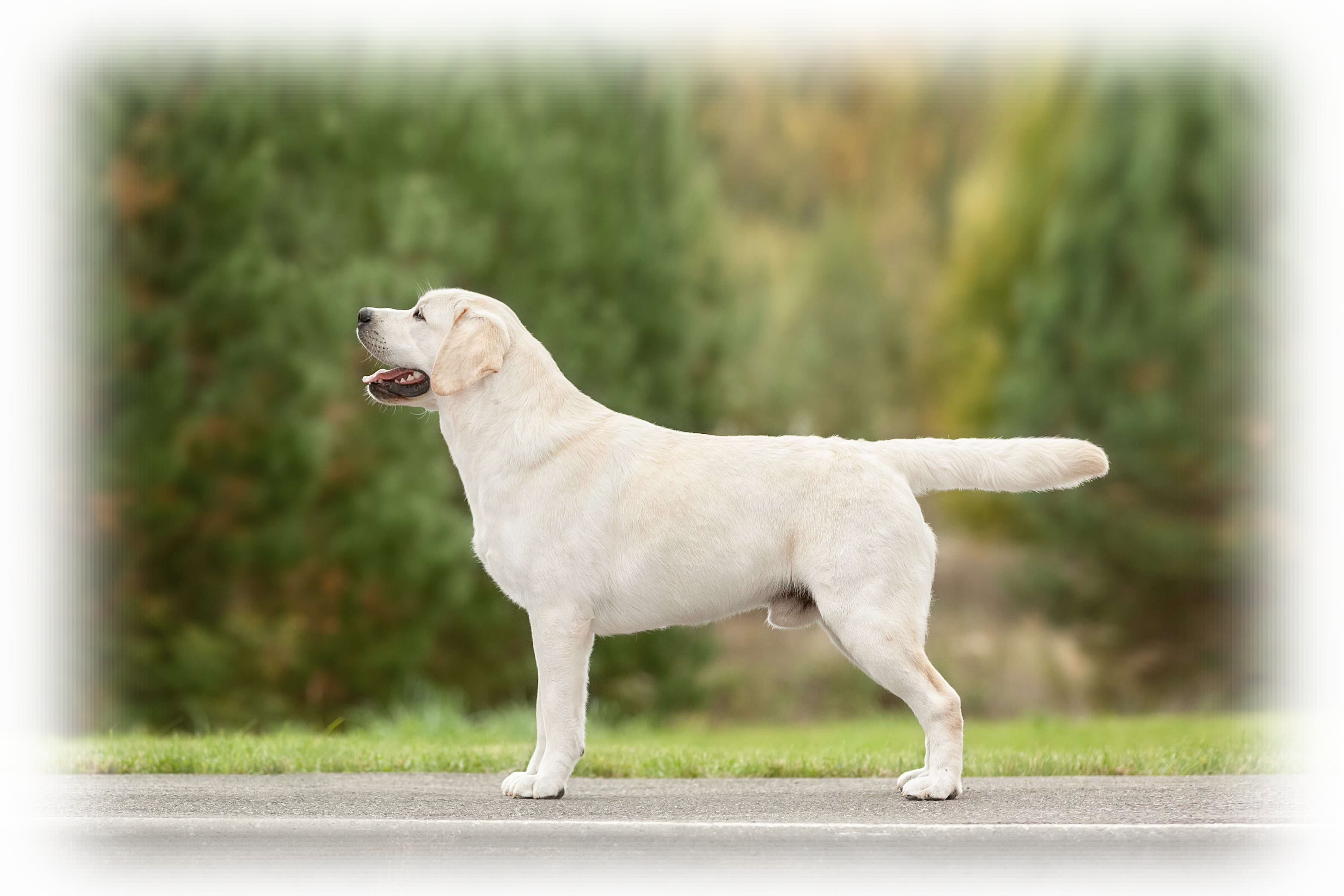 Питомник лабрадоров Хит оф Хит